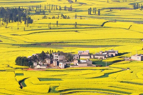 羅平峰林 羅平峰林