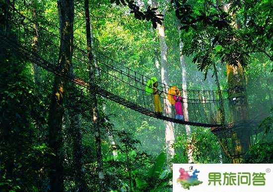 去西雙版納望天樹旅游，享受被大自然懷抱的感覺