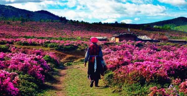 這個(gè)季節(jié)是香格里拉花季，現(xiàn)在去云南旅游安全嗎？云南旅游十一旺季去云南旅游安全了嗎？